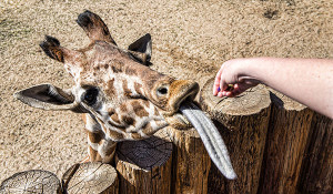 Giraffe Long Tongue!