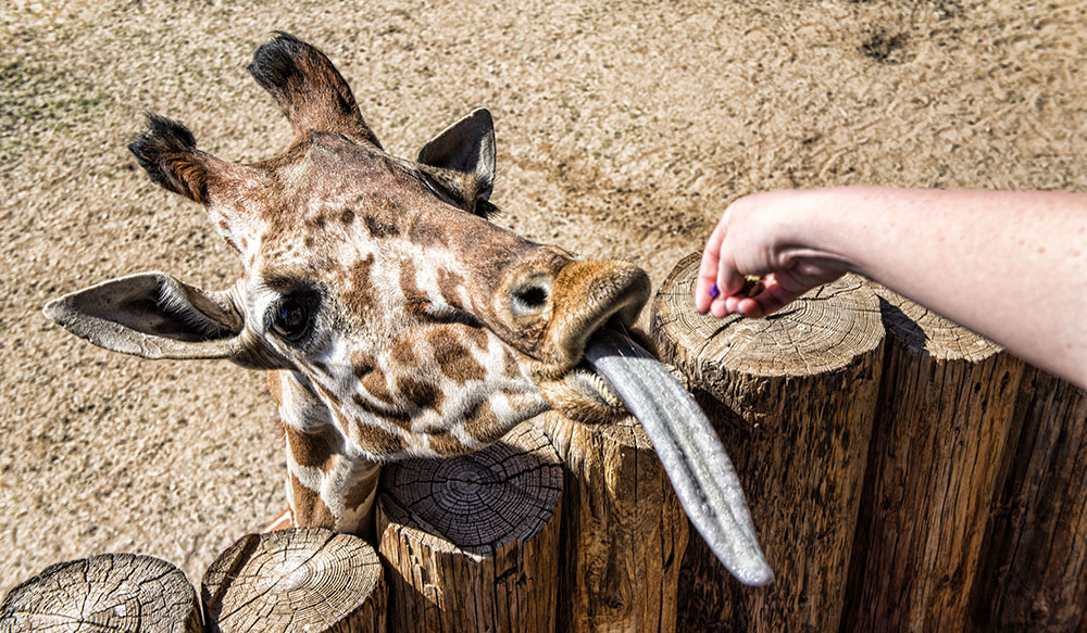 See Rare & Exotic Animals at Wildlife World Zoo - Phoenix, Arizona
