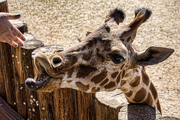 Giraffe Feeding