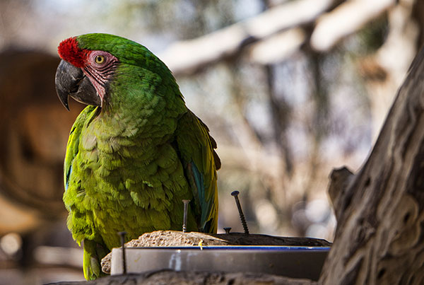 Green Macaw