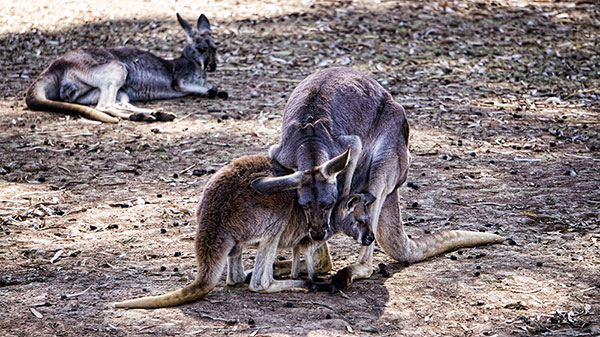 Kangaroos