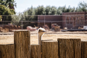 Curious Ostrich