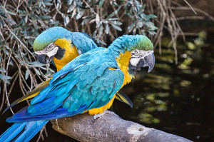 Blue and Gold Macaws