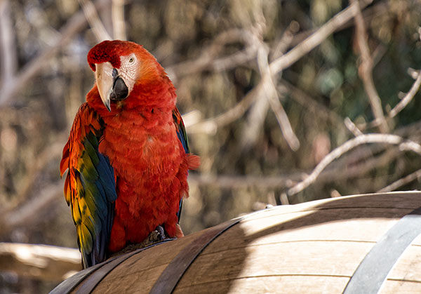 Red Macaw