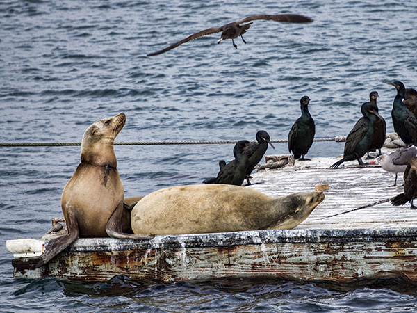 Sea Lions