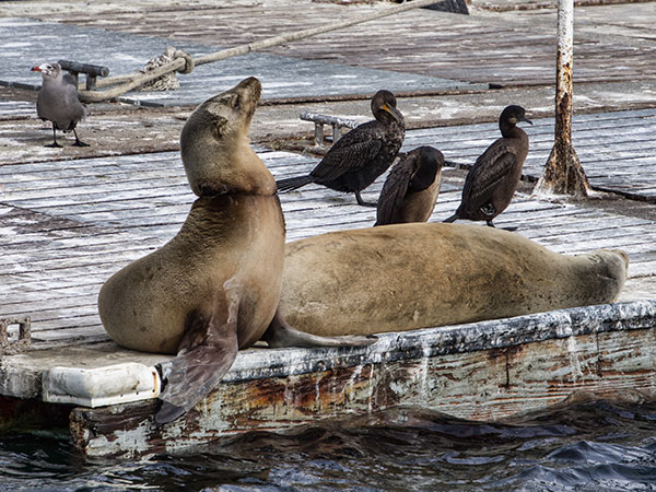 Sea Lions