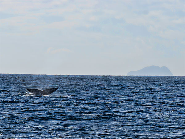 Whale Watching