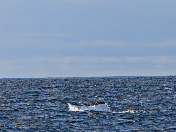 Whale Breaching