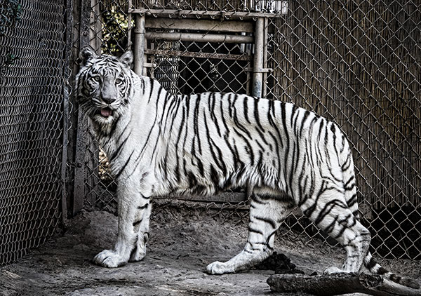 White Tiger