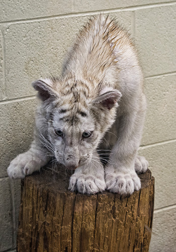 White Tiger Cub
