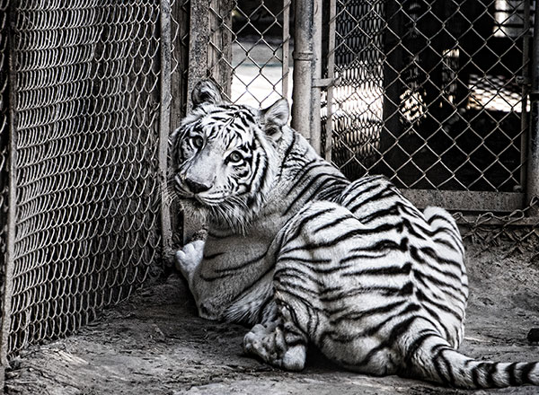 White Tiger