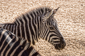 Zebra