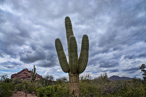 Saguaro Cactus