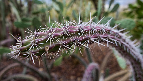 Purple Cactus