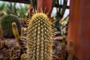 Yellow Cactus