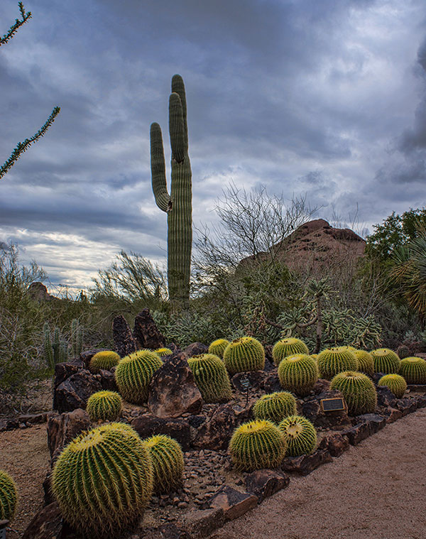 Desert Botanical Garden