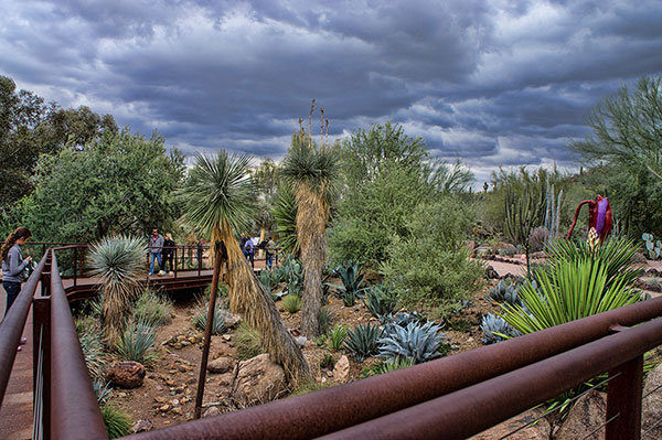 Desert Botanical Garden