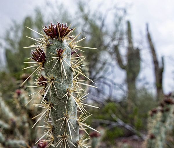 Desert Botanical Garden