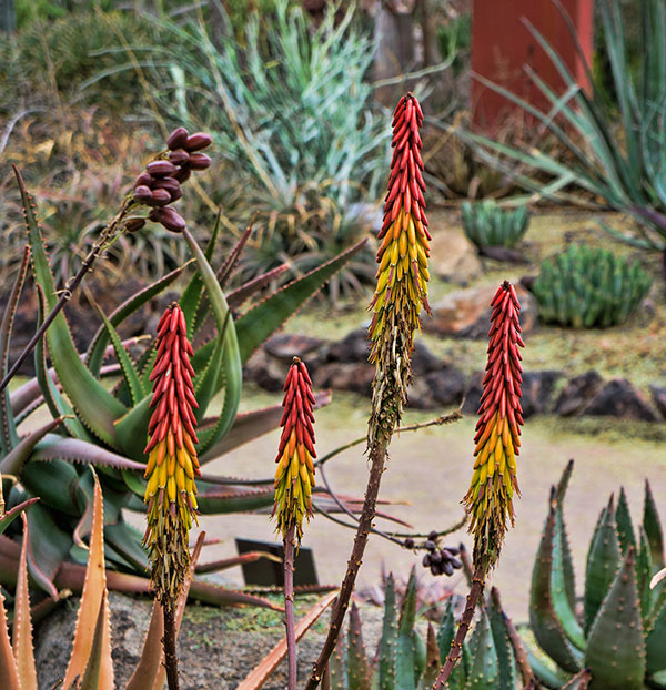 Desert Plants