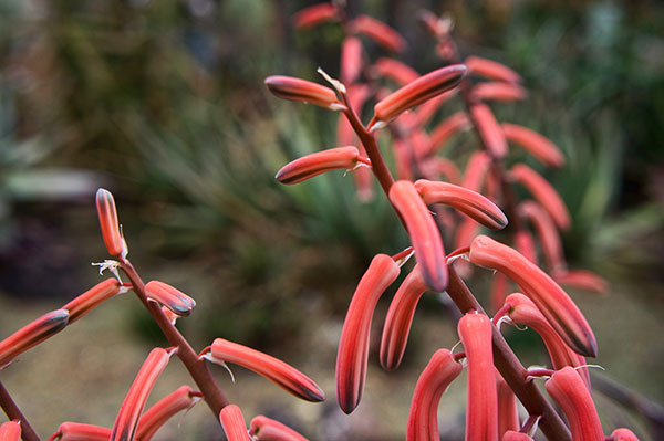 Desert Botanical Garden