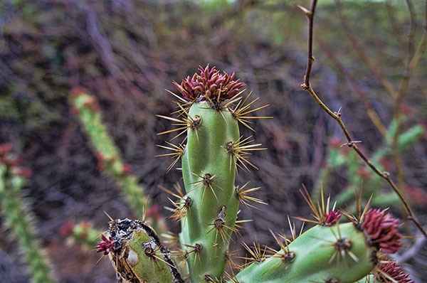 Desert Plant
