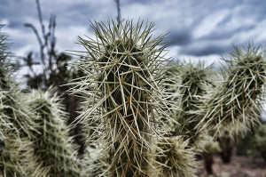 Cactus