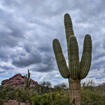 Photo Essay – The Desert Botanical Garden