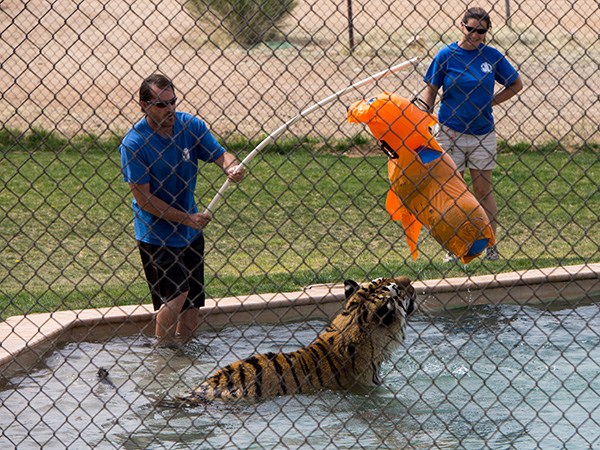 Tiger Splash Pool