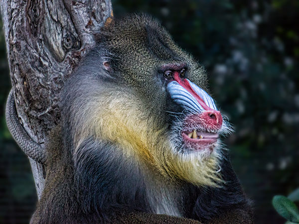 Mandrill - Largest Monkey