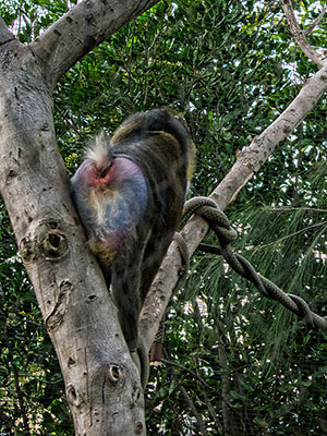 Mandrill Rump