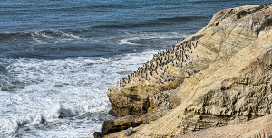 Point Loma Cliffs