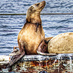 Photo of the Week – Lounging Sea Lions