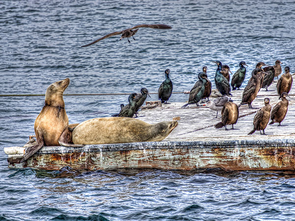 California sea Lions