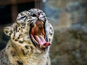 Snow Leopard