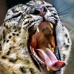 Photo of the Week – Sleepy Snow Leopard