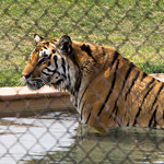 Out of Africa Zoo’s Crazy Tiger Splash Show