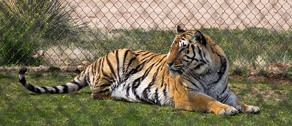 Tiger Splash