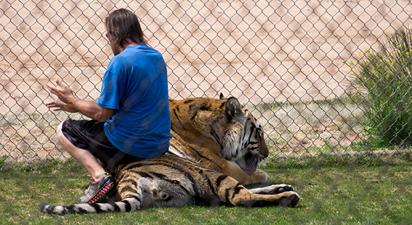 Tiger Splash