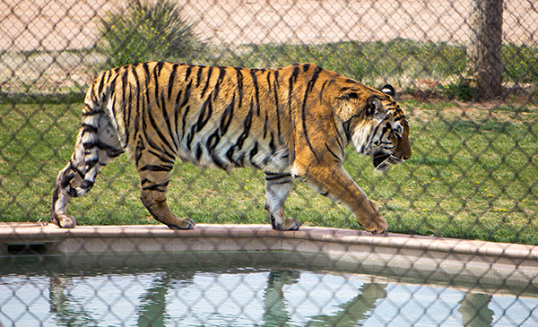 Tiger Splash Pool