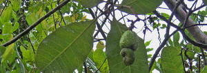 Cashew Fruit Tree