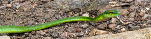 Green Tree Snake