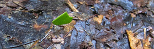 Leafcutter Ant