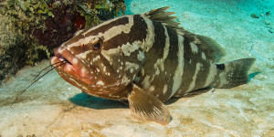 Striped Grouper Eats Lobster