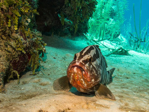 Striped Nassau Grouper