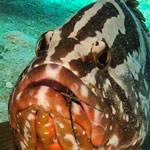 Nassau Grouper Dines on Lobster