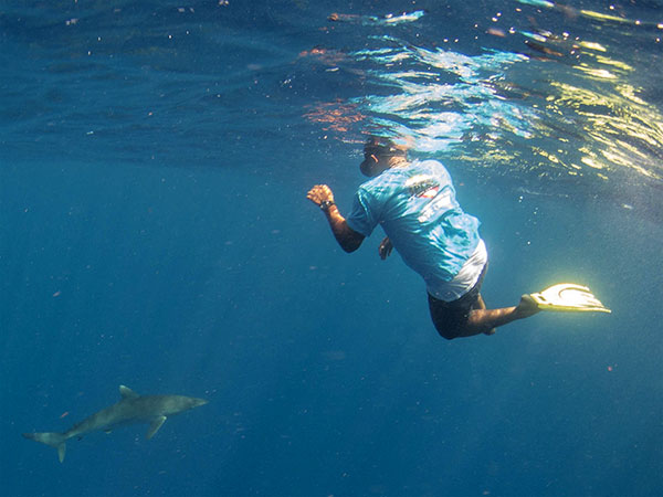 Reef Sharks