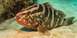 Striped Grouper Eating Lobster