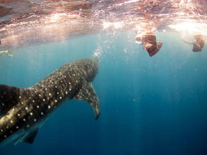 Swimming with Whale Sharks