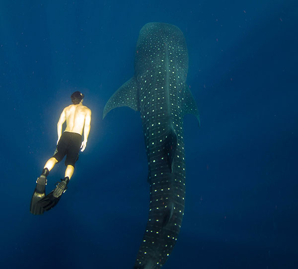 Swimming with Whale Sharks