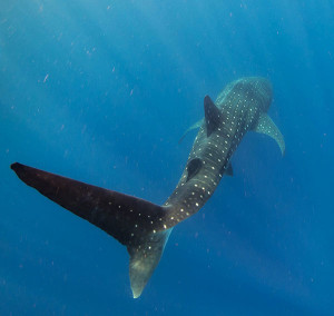 Whale Shark